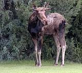 Moose on the loose? Here's how to handle it
