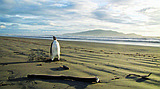 Penguin takes wrong turn to New Zealand