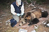 Three grizzlies radio collared