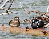 Secretive nesting harlequins evade researchers