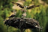 Osprey cruise