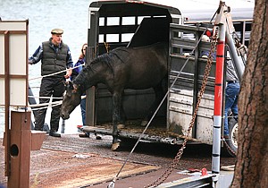 Veterinarian Scott Smiley watches as the first of four wild mares cautiously makes her way off the barge and onto Wild Horse Island Wednesday. State Senator Brad Hamlett, of Cascade, and Lyle Heavy Runner, of Great Falls, donated the horses to Montana Fish, Wildlife and Parks. Robert Lee of Cromwell Island donated the use of a barge to transport them. These mares joined the two geldings currently living on the island, which calls for a herd of five wild horses to roam the 2,164-acre site. According to Flathead Lake Parks Manager Jerry Sawyer, roughly 1,500 people typically visit the island from mid-June to mid-September. &quot;The horses are really popular,&quot; he said. &quot;Tourists come out, do some hiking and they want to see some wild horses.&quot;