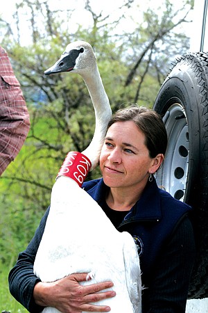 CSKT Wildlife biologist Janene Lichtenberg holds a yearling Trumpeter Swan while her colleague Dale Becker prepares to reattach a leg tag.