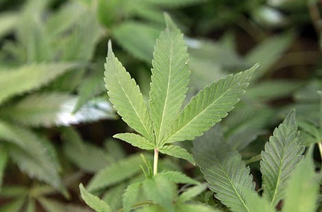 &lt;p&gt;Medical marijuana clone plants at a medical marijuana dispensary in Oakland, Calif., Feb.1, 2011.&lt;/p&gt;