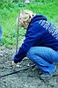 Test begins for cherry varieties