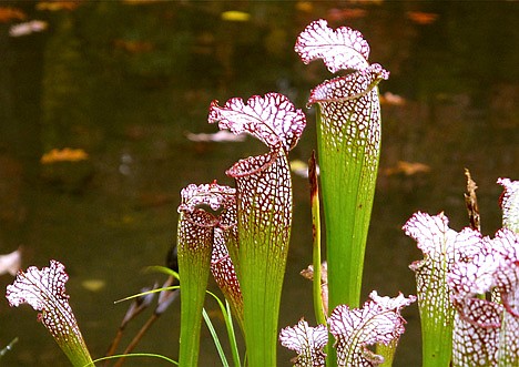 &lt;p&gt;North American Pitcher plants are seen growing at the edge of a bog at the New York Botanical Garden, Oct. 28, 2009, in the Bronx borough of New York. These plants are carnivorous, feeding on ants, flies and other insects common around wetlands. They are popular around bog gardens, especially with children.&lt;/p&gt;