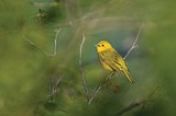 Audubon bird outings on tap