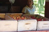 Cherry harvest expected to be above average