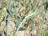 Late rainfall helps dryland wheat crops