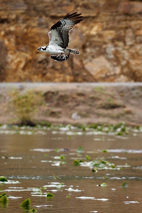 &lt;p&gt;In this May 1, 2012 Press file photo, an osprey carries its catch over the cool waters of Fernan Lake. An osprey boat cruise is scheduled for Saturday, July 11 from 9-11:00 a.m.&lt;/p&gt;