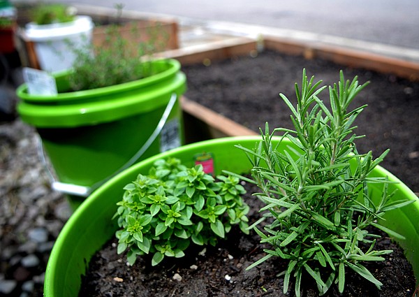 &lt;p&gt;A bucket with rosemary and Greek oregano awaits planting at the newest community garden in Kalispell.&lt;/p&gt;