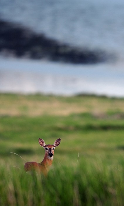 &lt;p&gt;A deer forages for dinner in the Lost Trail National Wildlife Refuge on Wednesday evening, June 20, west of Marion.&lt;/p&gt;