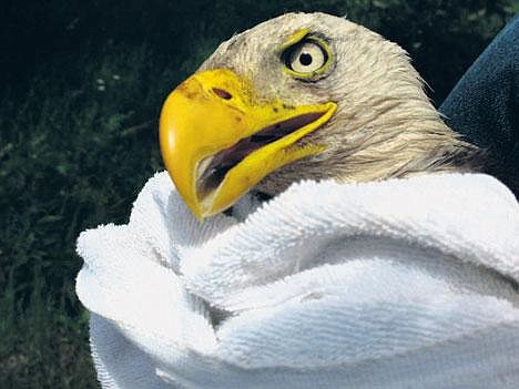 &#151;Photo by MARGO JOHNSON North Idaho Animal Hospital&#146;s Michelle Kensbock spent her Sunday evening rescuing a wounded bald eagle from the Boyer Slough.