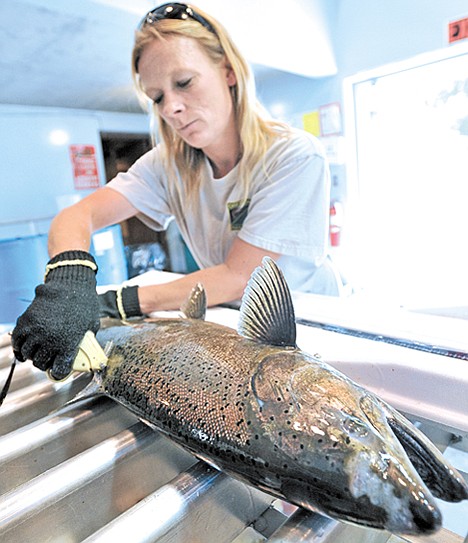 <p>Oregon Department of Fish and Wildlife technician Ada Carnes attaches a floy tag to a spring chinook salmon at Cole Rivers Hatchery on June 4 in Trail, Ore.</p>
