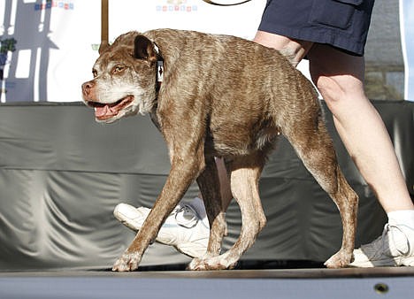 &lt;p&gt;In this Friday, June 20, 2014 photo, Quasi Modo, an eight-year-old mixed breed from Florida, walks across the stage during the World's Ugliest Dog Contest, at the Sonoma-Marin Fair in Petaluma, Calif. The World's Ugliest Dog will be chosen at the Sonoma-Marin Fair Friday. For 25 years, the contest has been a testament that all dogs do not have to meet AKC pedigree standards to be man's (or woman's) best friend.&lt;/p&gt;