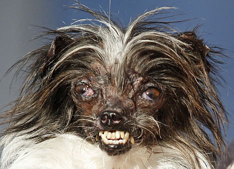 &lt;p&gt;Peanut, a two-year-old mutt is held by Holly Chandler, the owner after winning the World's Ugliest Dog Contest.&lt;/p&gt;