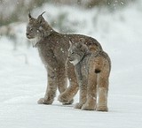 Feds say lynx recovery plan will take four years