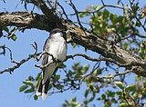 Flathead bird populations falling
