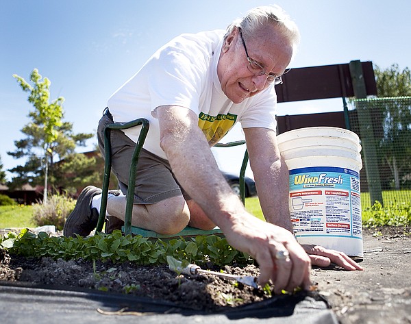 &lt;p&gt;Andy Binette, a retired railroad conductor, pulls weeds from
around his turnips Wednesday morning. This is the third year
Binette has planted crops at the Kalispell Community Garden.
Gardening has been a challenge this year during the coldest spring
since 1975 in the Flathead Valley.&lt;/p&gt;