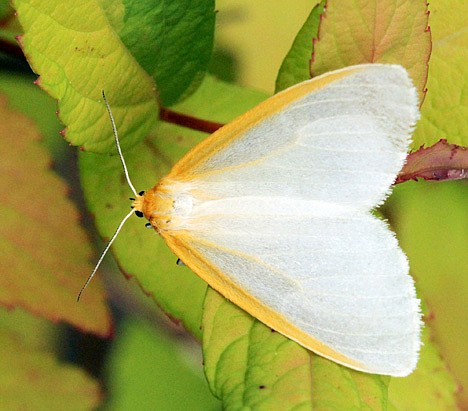 &lt;p&gt;Can you tell which one is an arctic skipper (butterfly) and which one is a dogbane tiger moth?&lt;/p&gt;&lt;p&gt;&#160;&lt;/p&gt;