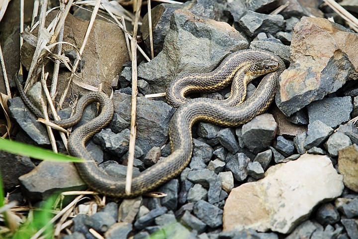 &lt;p&gt;SHAWN GUST/Press A garter snake warms itself among the rocks at the Nature Conservancy's Cougar Bay Preserve on Tuesday. Garters heat up and cool down quickly due to their small size. The common snake strives to maintain their body temperature between 72 and 88 degrees.&lt;/p&gt;