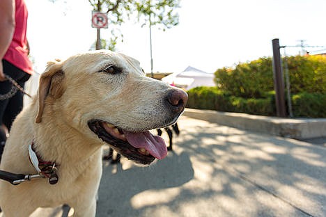 &lt;p&gt;Golden retriever, Bo, looks at people during the Coeur d'Alene Ironman. Bo's owner, Ryan McPhee and his family came to cheer on Scotty Smiley, a blind Army veteran who lost his sight in 2005 to a roadside bomb in Iraq. Smiley earned his Ironman title Sunday in Coeur d'Alene.&#160;&lt;/p&gt;