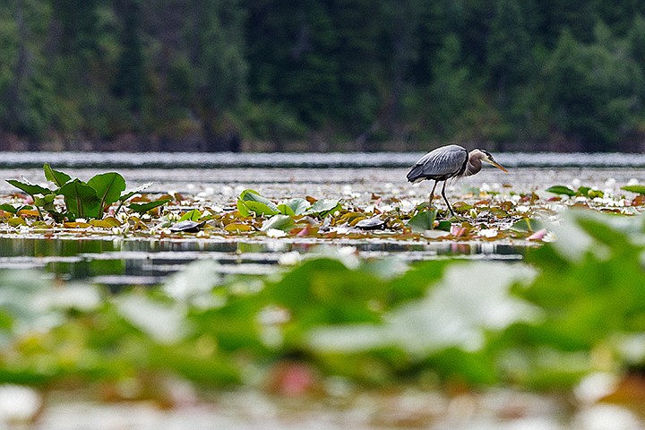 &lt;p&gt;SHAWN GUST/Press&lt;/p&gt;&lt;p&gt;Passing a pair of turtles, a great blue heron makes its way across a growth of lily pads while fishing Monday on Fernan Lake.&lt;/p&gt;