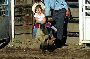 Bridger Seifert takes a ride on a sheep during the mutton-busting event of the Mission Mountain PRCA Rodeo last weekend.