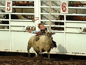 4-year-old Riley Knutson, of Ronan, holds on for dear life during the mutton-busting event of the Mission Mountain PRCA Rodeo last weekend in Polson.