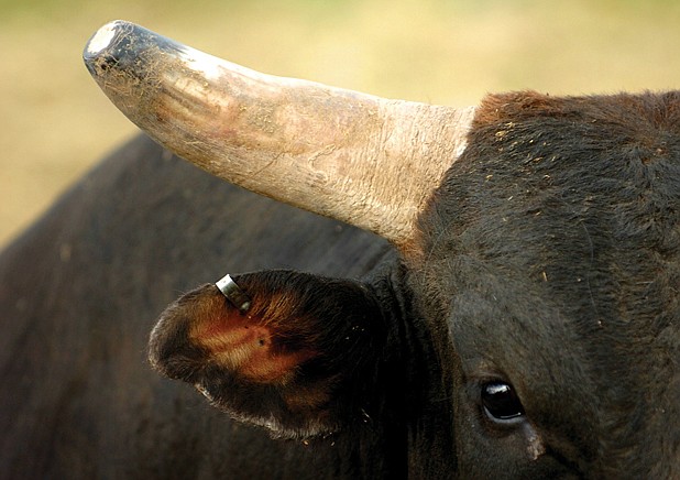 A steer does the stare down during the Mission Mountain PRCA Rodeo last weekend in Polson.