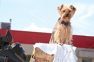 Pet parade