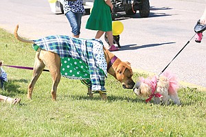 Honey the boxer meets Kallie the Morkie before the start of the Pet Parade Friday in Polson.