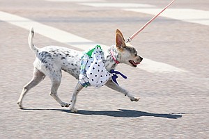 Dotty the Chiwawa marches behind her owner, Myranda Heiser in the Pet Parade Friday in Polson.