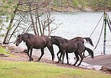 Four mares released on Wild Horse Island