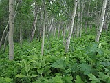 Outdoor news