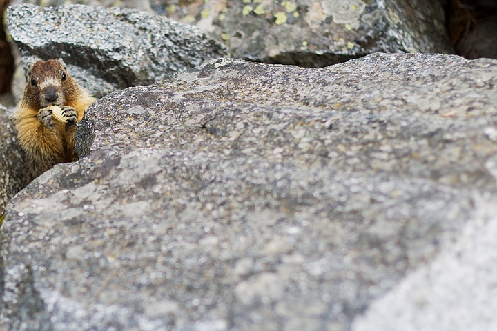 &lt;p&gt;SHAWN GUST/Press A marmot snacks on a peanut Wednesday among the rocks at Falls Park in Post Falls.&lt;/p&gt;