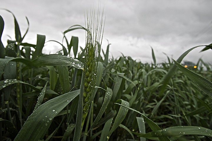 &lt;p&gt;JEROME A. POLLOS/Press Water droplets clings to blades of grass in a field on the Rathdrum Prairie during a break in the rainfall Tuesday.&lt;/p&gt;