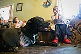 Family stunned as car hits dog