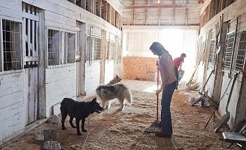 Volunteers Cindy Inabinin and Robin Young clean up after the dogs.