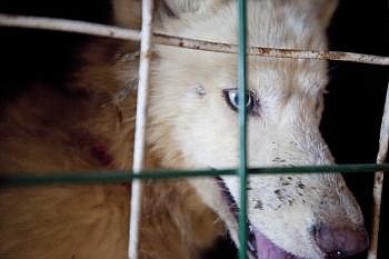 The dogs will need to be shaved because of their matted fur.