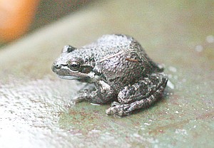 Lead