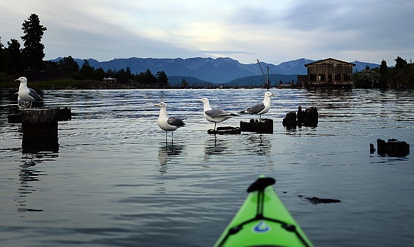 &lt;p&gt;An evening kayaking tour with Sea Me Paddle of the Flathead Lake near Somers provided an opportunity to get close to a variety of water fowl including gulls near an old boat house on Sunday, June 23, near Somers. (Brenda Ahearn/Daily Inter Lake)&lt;/p&gt;