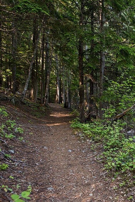 <p>Sunlight filters through a canopy of trees on the trail, providing a cool, shaded environment to hike through.</p>