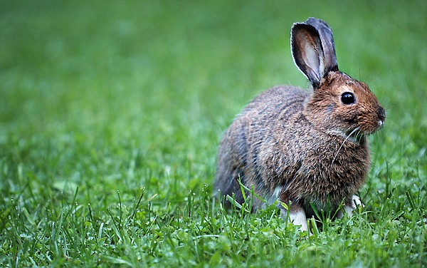 &lt;p&gt;A rabbit forages for breakfast in a meadow along the Trail of
the Cedars on Wednesday, June 22, in Glacier National Park.&lt;/p&gt;