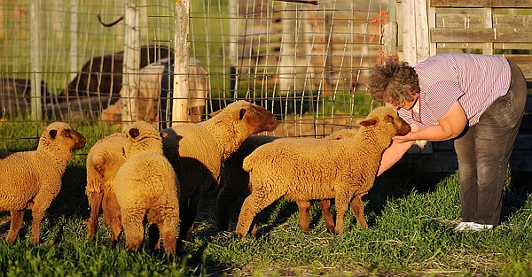 Julie Robinson pats Spice, one of the Moorit quadruplets, as Brownie, their mother and the other lambs gather around her on Tuesday evening on her farm in Kalispell. According to Robinson having quadruplets is rare for these sheep, twins or triplets is the norm. Adding to the unlikeliness of these lambs is that all four are the same sex, female, and all four are true Moorits, meaning they have brown faces, legs and fleece.