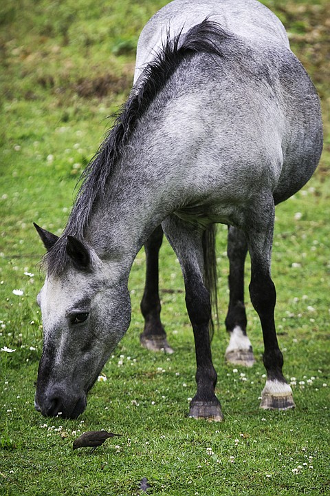 &lt;p&gt;SHAWN GUST/Press A small bird forages near a grazing horse in a pasture on a rainy Wednesday in Coeur d'Alene.&lt;/p&gt;