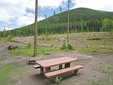 Forest admits thinning is ugly