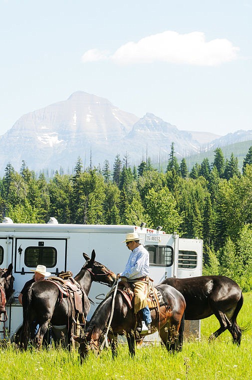 <p>With a view of Rainbow Peak in the background, Rich Marriott prepares his mules to ride in the parade Thursday afternoon before the Fourth of July parade in Polebridge.</p>