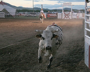 &lt;p&gt;A runaway bull gets funneled into the gate after shedding its rider in the ring.&lt;/p&gt;