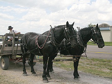 &lt;p&gt;Simon Miller and his team of horses get a quick rest between rides at the St. Ignatius Firemen's Picnic.&lt;/p&gt;